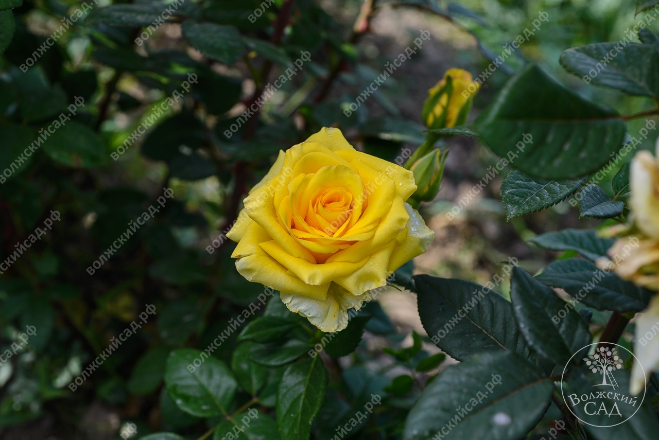 Роза Скайлайн (ч.-гибрид, желт) вс001-113