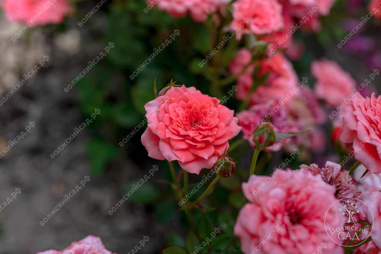Роза Пинк Рафаэлло (ч.-гибрид, розов с белым) вс001-094