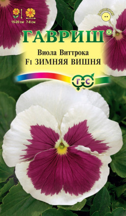 цВиола Зимняя вишня 5шт