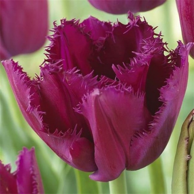 Горилла тюльпан фото и описание