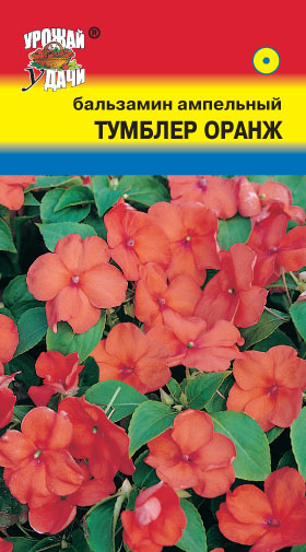 цБальзамин Тумблер Оранж амп. 3шт