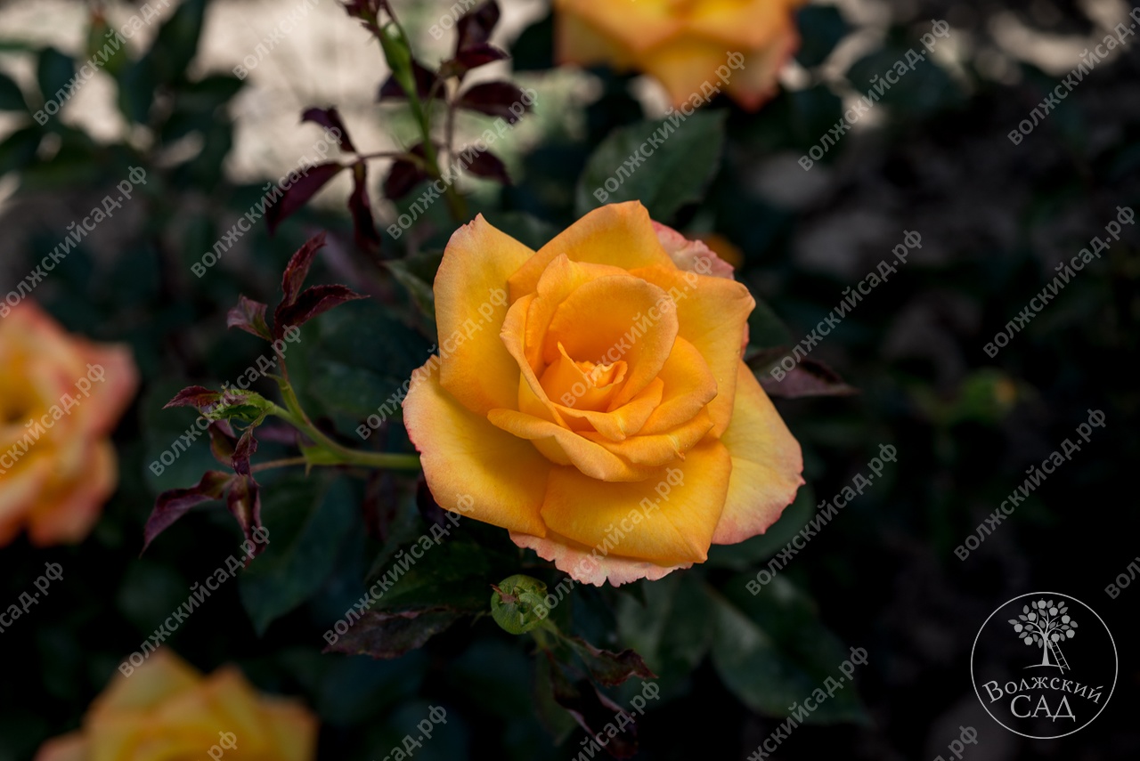 Golden rose цветы