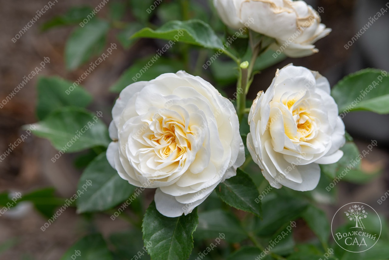 Роза Алабастер (спрей, белый )