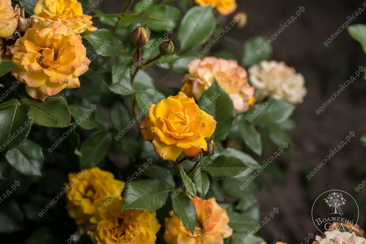 Роза Самба (флориб, розов)