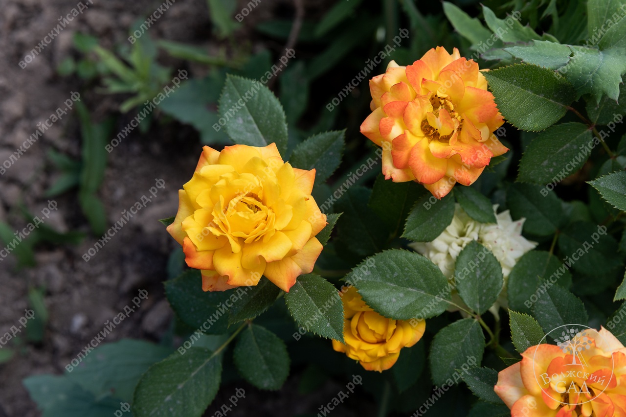 Роза Самба (флориб, розов)