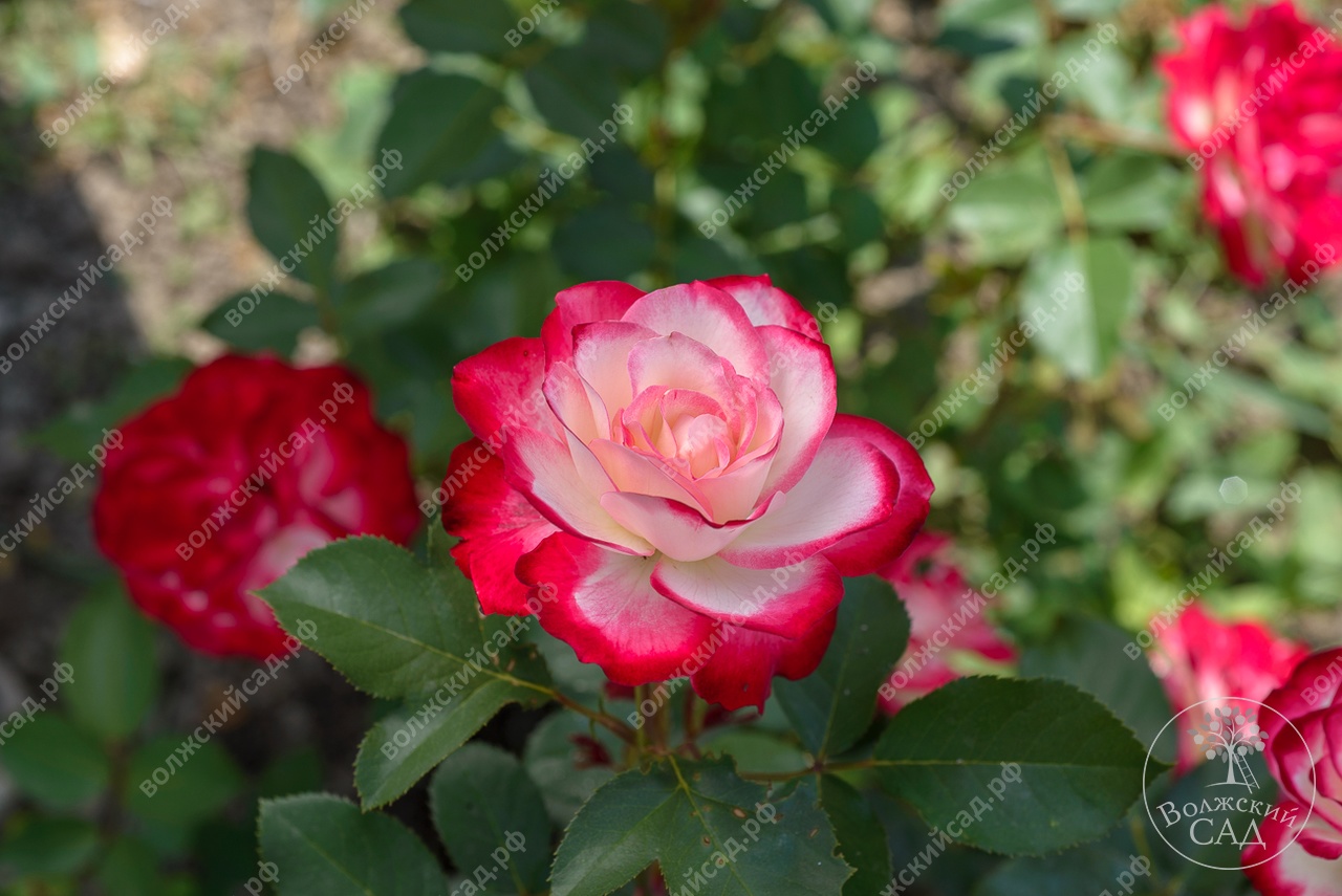 Юбилей принца монако описание отзывы зимостойкость. Юбилей принца монако описание отзывы зимостойкость. Юбилей принца монако описание отзывы зимостойкость. Юбилей принца монако описание отзывы зимостойкость. Юбилей принца монако описание отзывы зимостойкость.