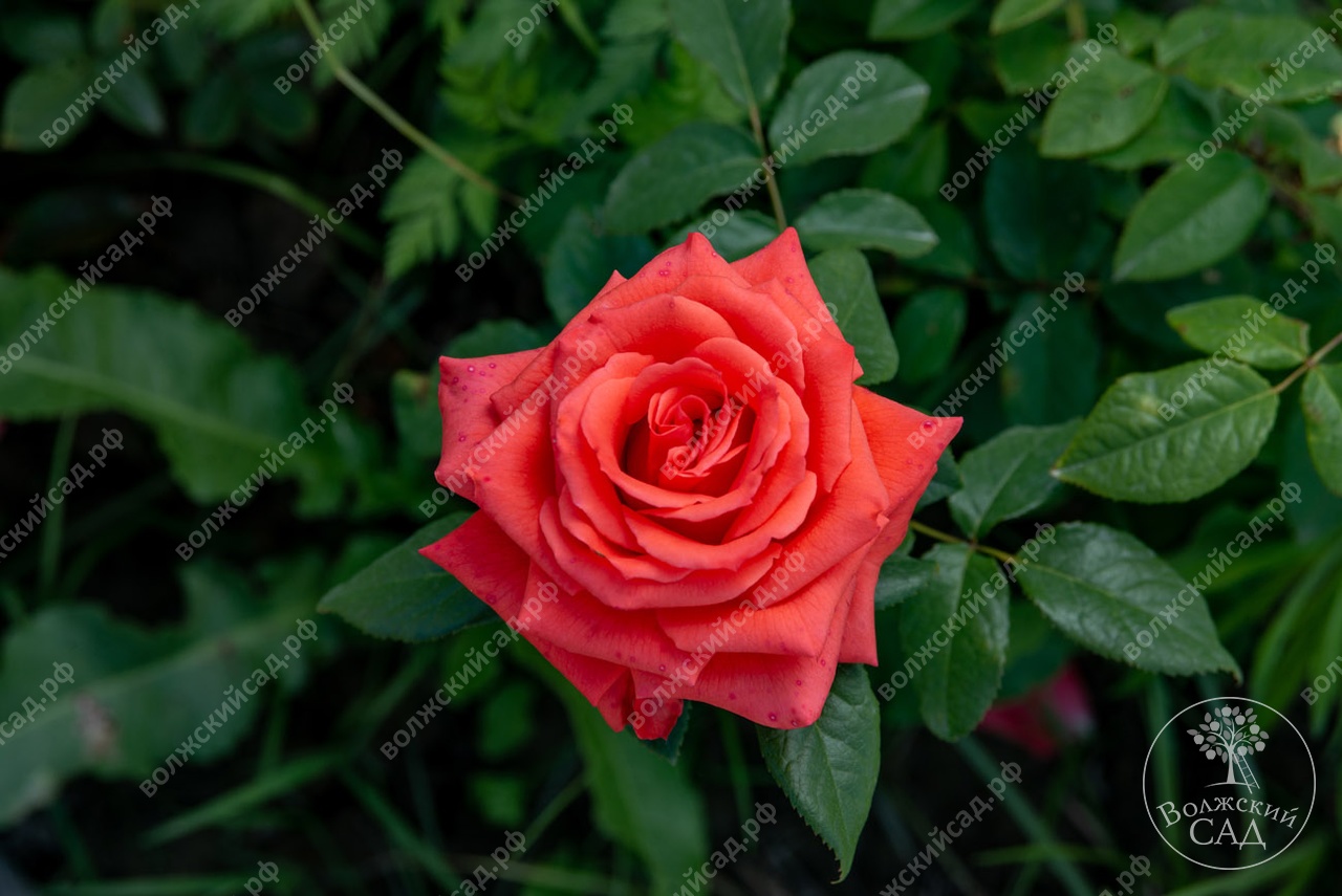 Характеристики сорта розы Анжелика