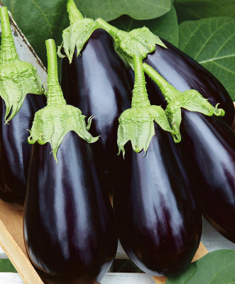 Баклажан Ультраранний 10шт