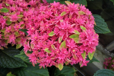 Гортензия Принцесса Диана Р12