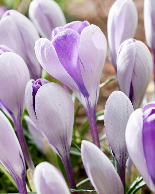 Крокус Уэйл Шарк (10 шт) Крокус Уэйл Шарк (10 шт)