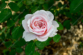 Роза Айлин (ч-гибрид.роз)