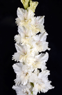 Гладиолус Прогулка по Облакам (5 шт)