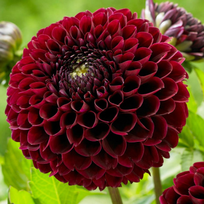 Георгин Джоуи Мирелла