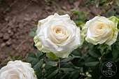 Роза Акито (ч-гибрид, белая)