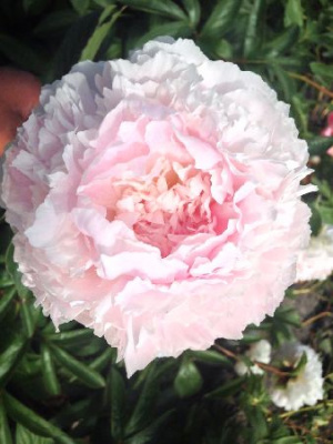 Пион Шиффон Парфейт (1 шт)