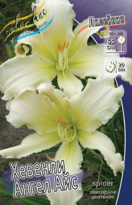 Лилейник Хэвенли Ангел Айс (1 шт)