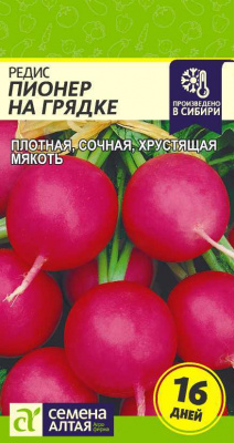 Редис Пионер на грядке 1г