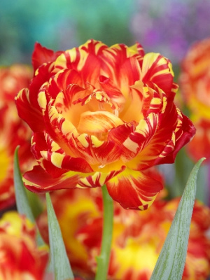 Тюльпан Абба Флейм (7 шт)