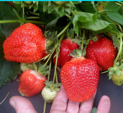 Земляника Крапо, ремонтантный (40 шт)