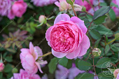Роза Центифолия Мускоза (шраб розовый)