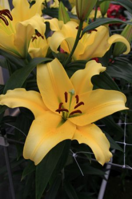 Лилия Бельвилль (5 шт)