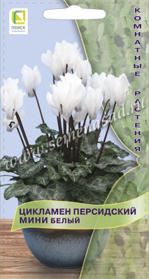 цЦикламен Белый мини 2шт
