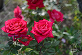 Роза Акапелла (ч.-гибрид, розов)