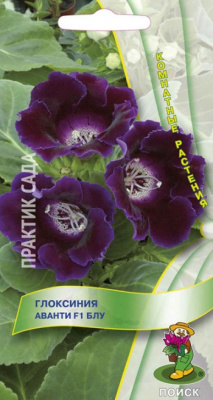 цГлоксиния Аванти Блу 5шт