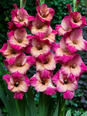 Гладиолус Тэдс Фаворит (8 шт)