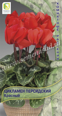 цЦикламен Красный 2шт