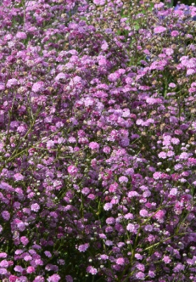 Гипсофила Фестивал Пинк Лейди (1 шт)