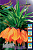 Минивитрина Фритиллярия Striped Beauty 20/22 (15)