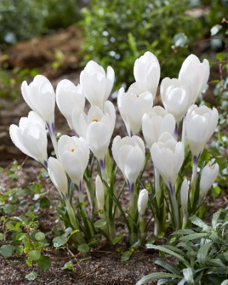Крокус Айс Куин (10 шт)
