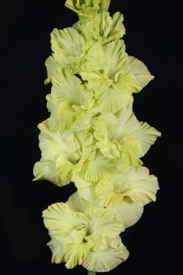 МАКСИ Гладиолус Изумрудная Роскошь (15 шт)