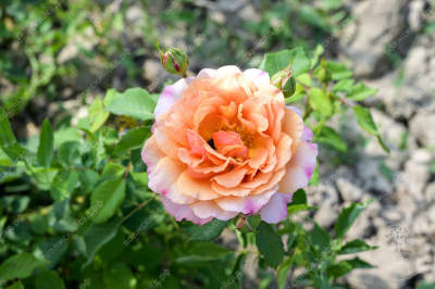 Роза Мари Кюри (шраб оранж.)