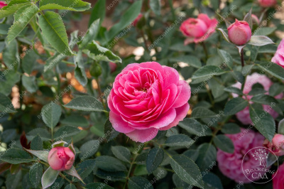 Роза Амулет (миниатюрн, розов)