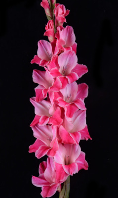 Гладиолус Морская Раковина (5 шт)