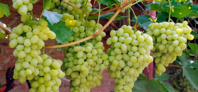 Виноград Галахад