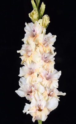 Гладиолус Властелин (5 шт)