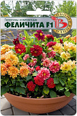 Георгина Феличита 15шт