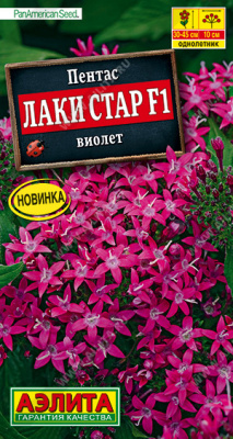 Пентас Лаки стар виолет 3шт