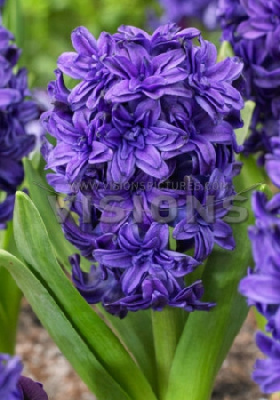 Гиацинт Манхэттен (3 шт)