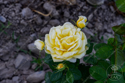 Роза Артур Белл (флориб. желтый)