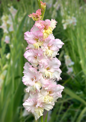 Гладиолус Кокетка (экстра) (10 шт)