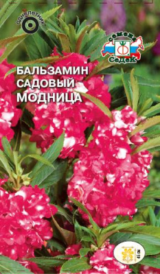 цБальзамин Модница