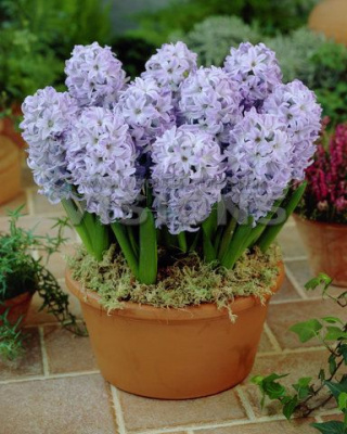 Гиацинт Скай Джекет (5 шт.)