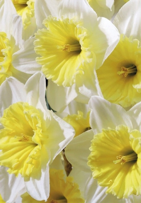 Нарцисс Айс Фоллис (5 шт)