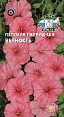 цПетуния Верность