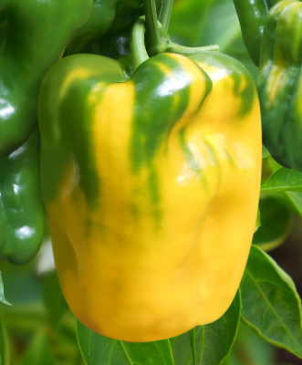 Перец Сентонове 3шт