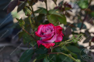 Роза Дип перпл (ч.-гибрид, розов)